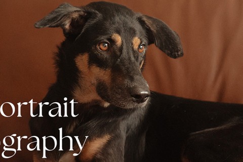 Dog Portrait Photography Workshop