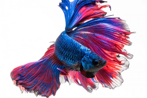 Beauty of Betta