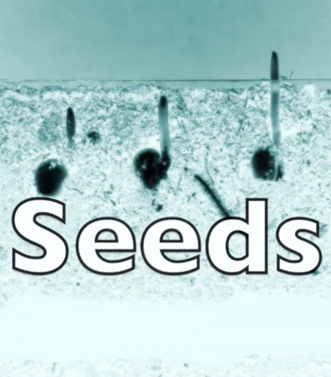 Seeds