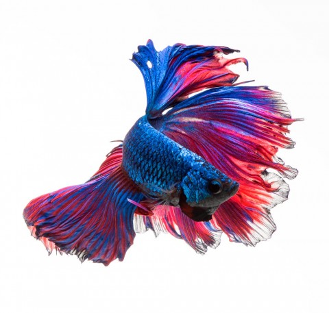 Beauty of Betta
