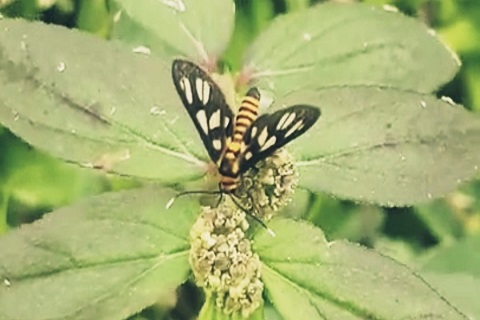 Call for Submissions: The Tiger Moth Review, Issue 2