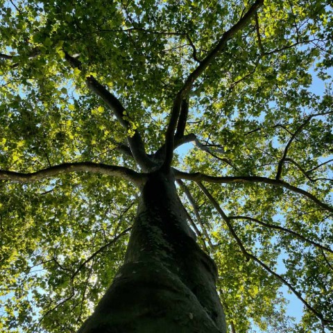 Tree Confessions