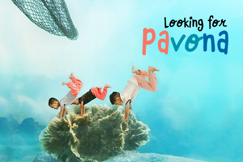Looking for Pavona